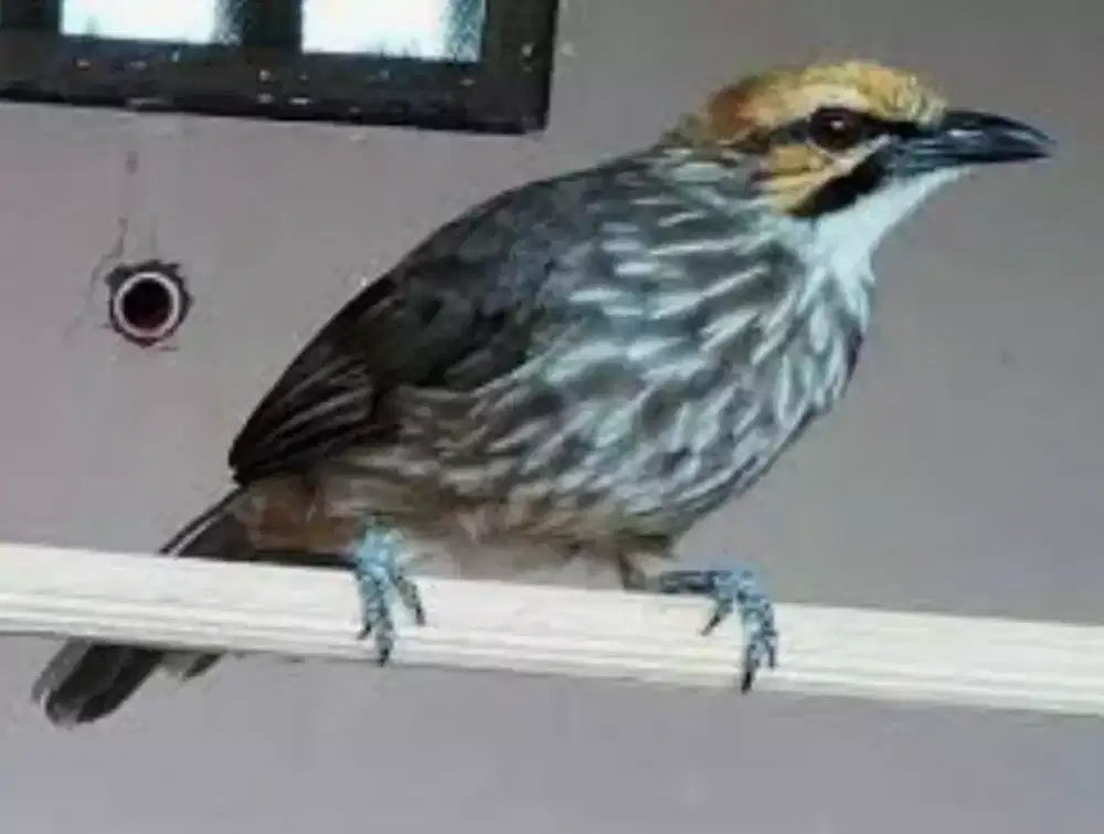 Bromo Bird Farm Cucakrowo Specialist MR