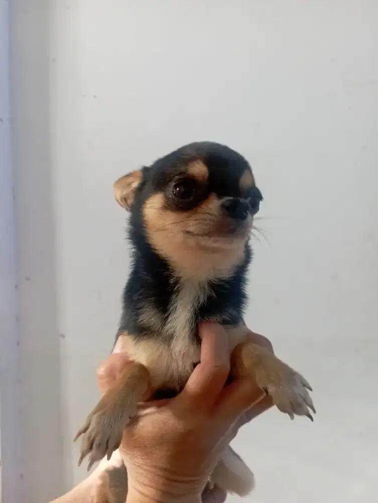 Chihuahua jantan no stb