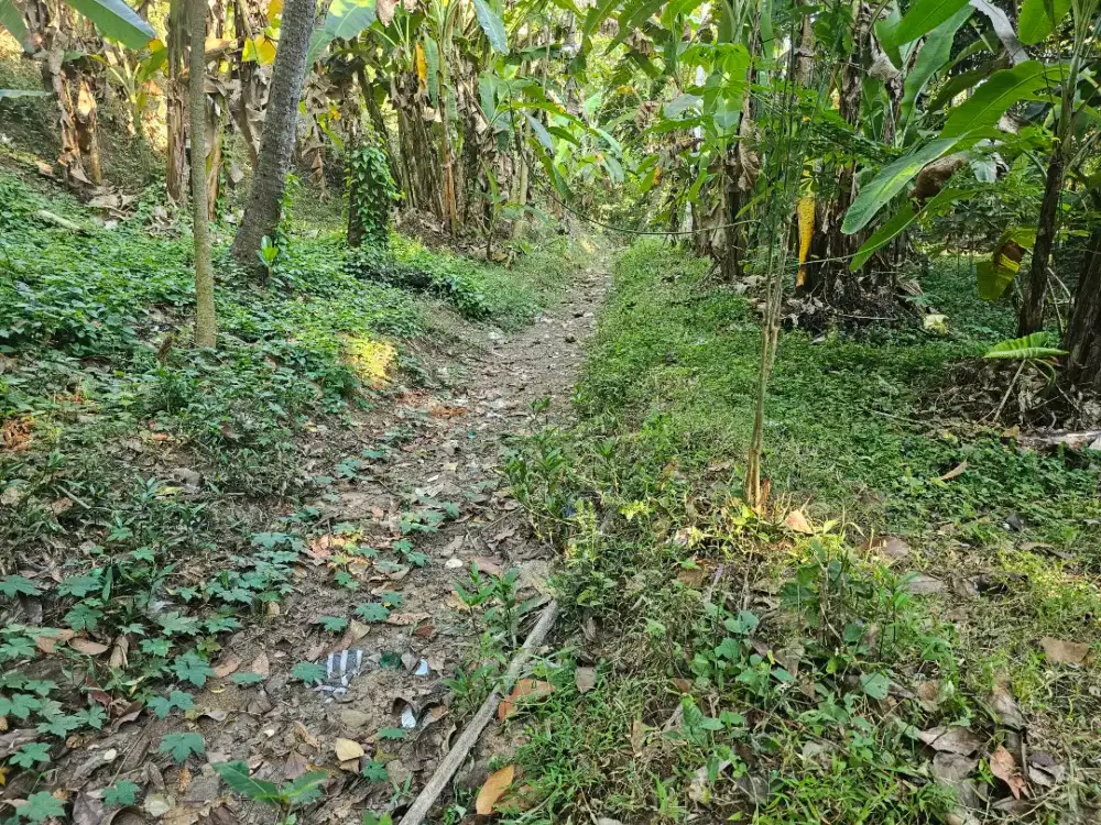 Tanah kebun di anturan singaraja dekat sekolah