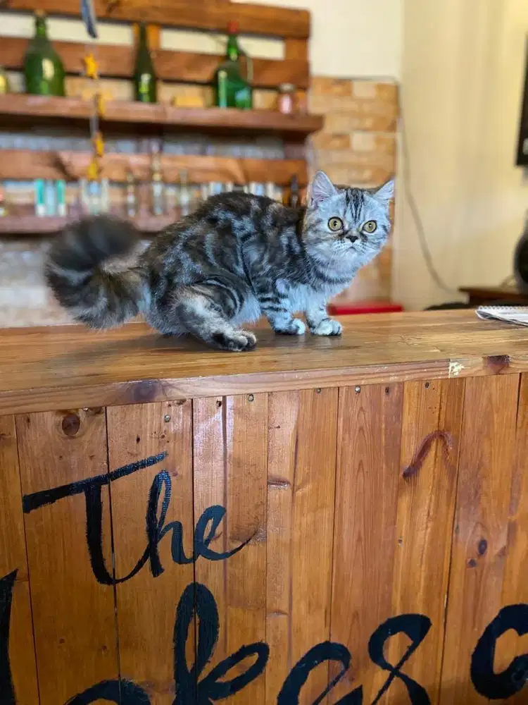 kitten pesia flatnose