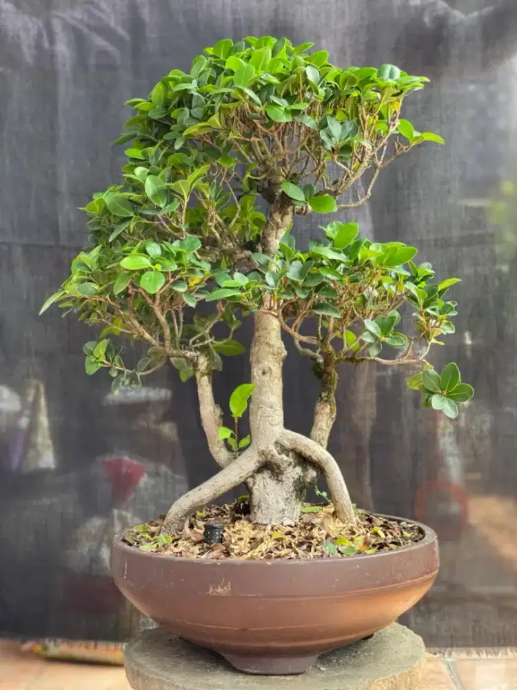 Bonsai Beringin Elegan Medium
