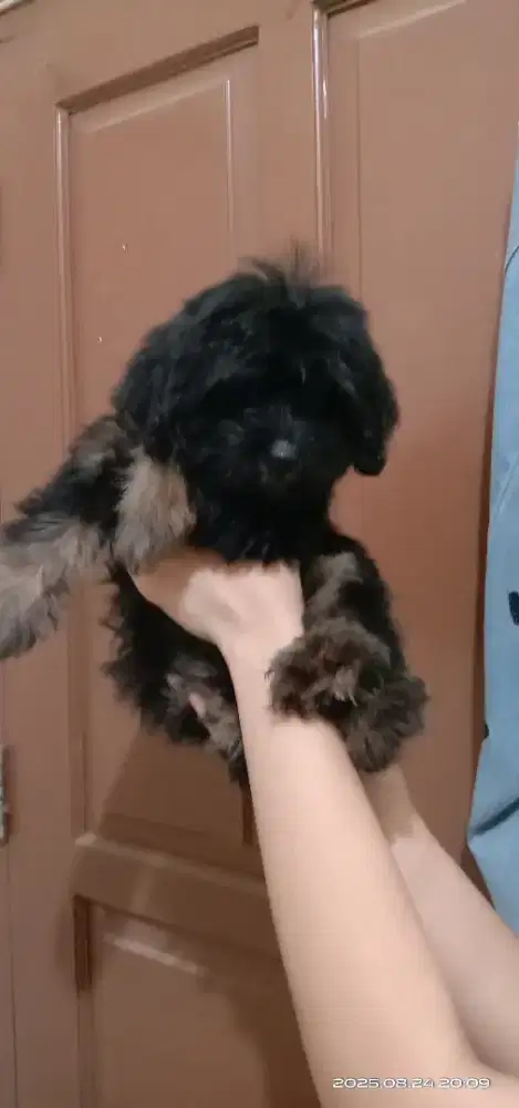 Puppy poodle mix shitzu jantan 2 bln