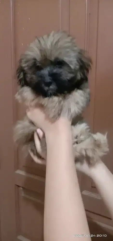 Poodle mix shitzu betina 2 bulan