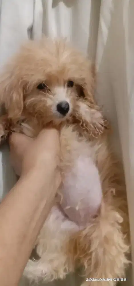 Poodle mix Bichon betina 4 bulan