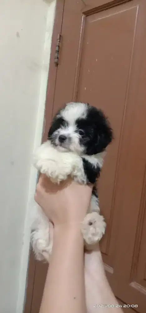 Maltese mix poodle betina 4 bulan