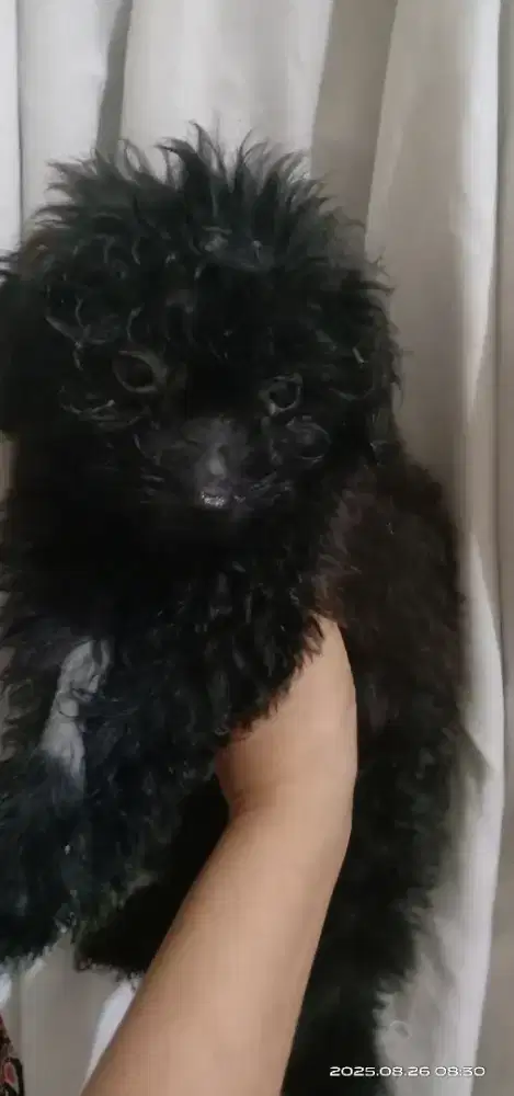 Black tiny poodle jantan 2 bulan