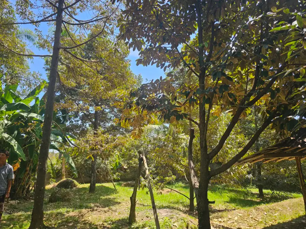 Tanah kebun duren di singaraja bali utara desa panji dekat kota