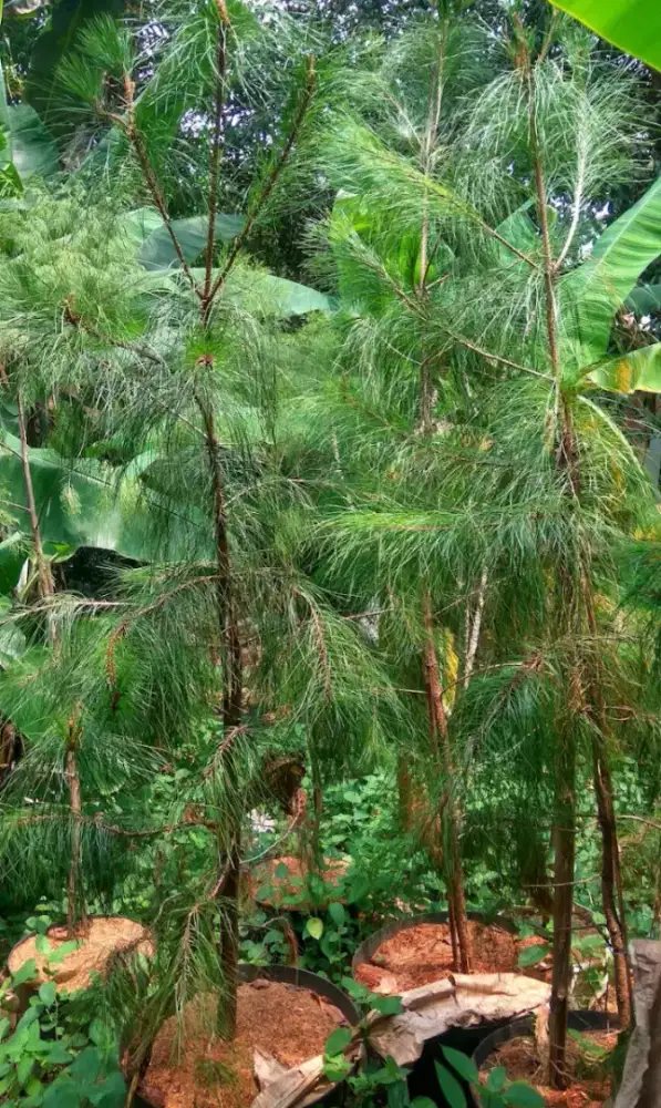 jual pohon cemara bandung