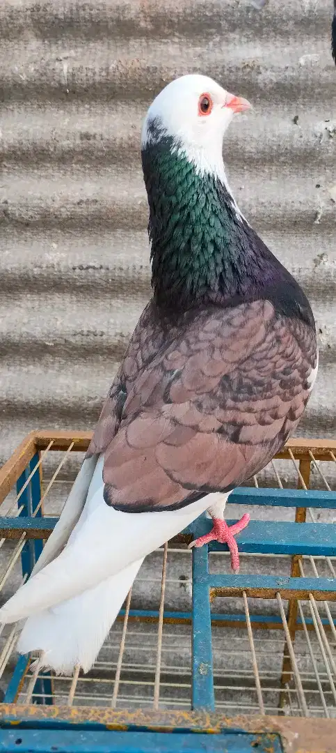 MERPATI KOLONG PLAYER