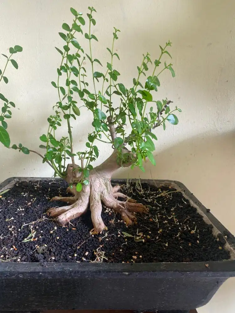bonsai sancang kaki sudah muter