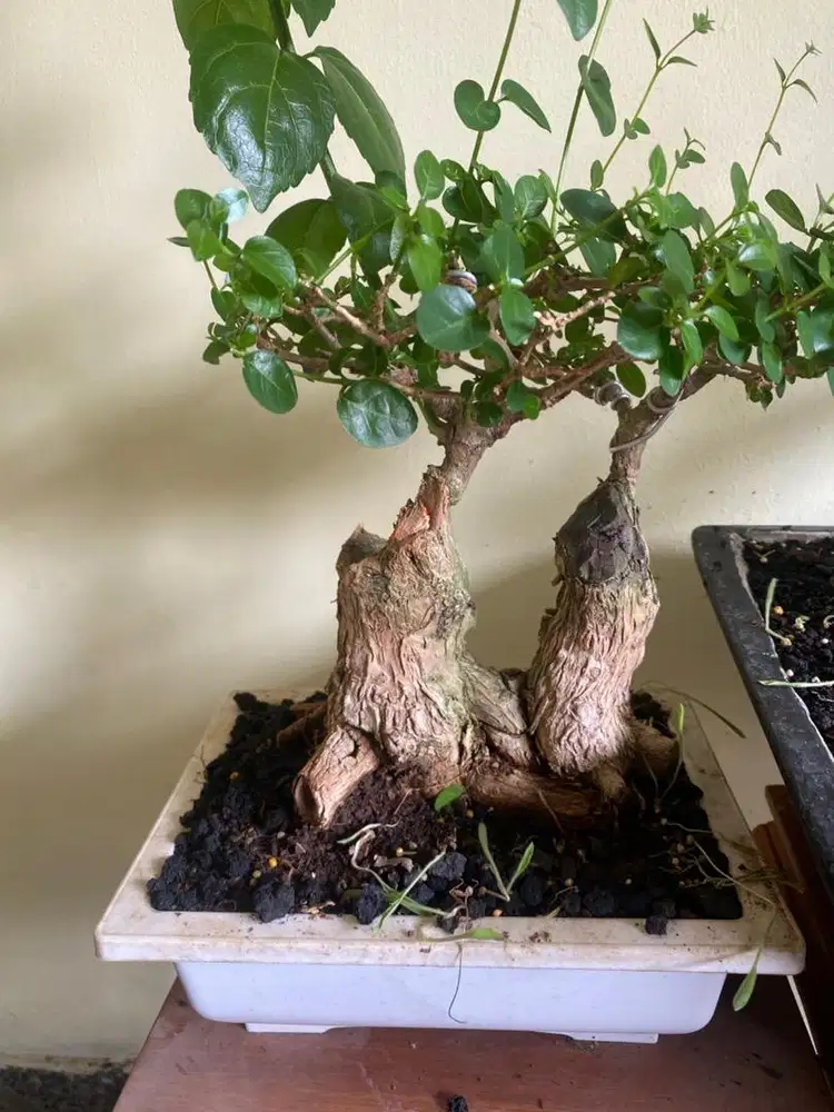 wancang bonsai .ukuran mame