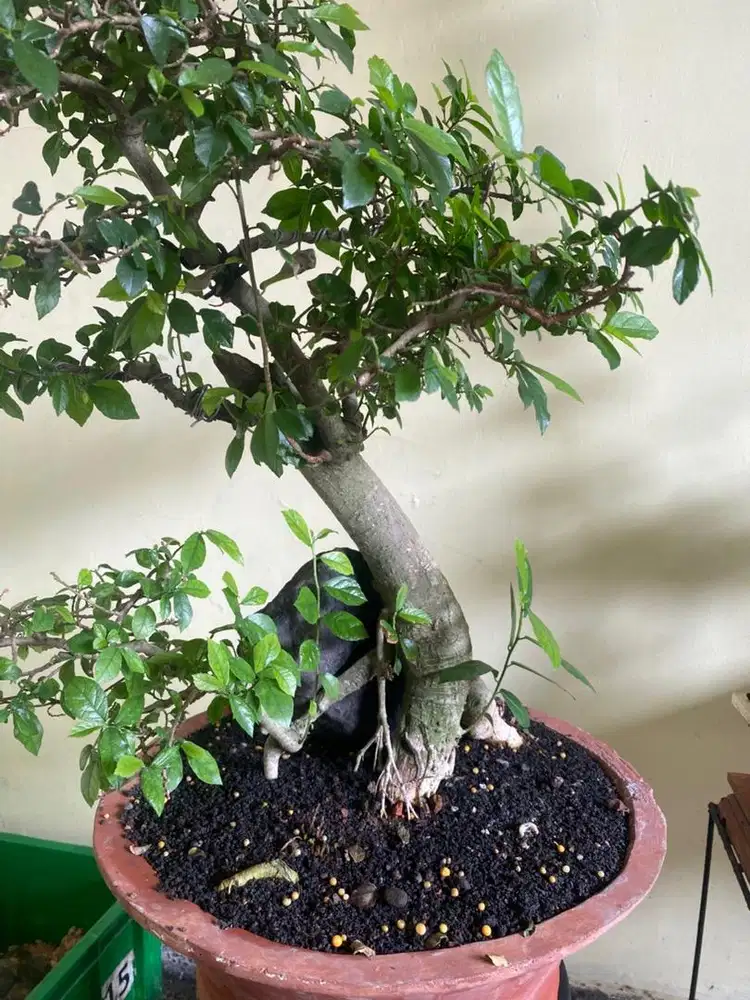bonsai serut size medium