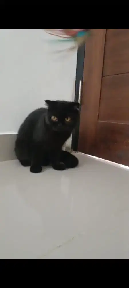 Scottish Hitam Betina