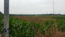 Tanah Sawah Garapan Cocok untuk Investasi di Kangkung Kendal