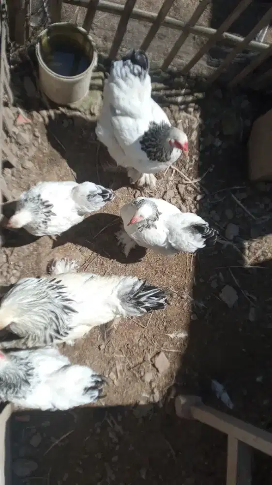 Ayam brahma light columbia