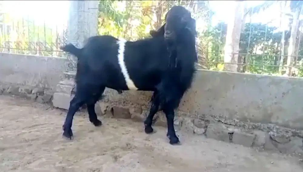 Kambing Kendit Jantan