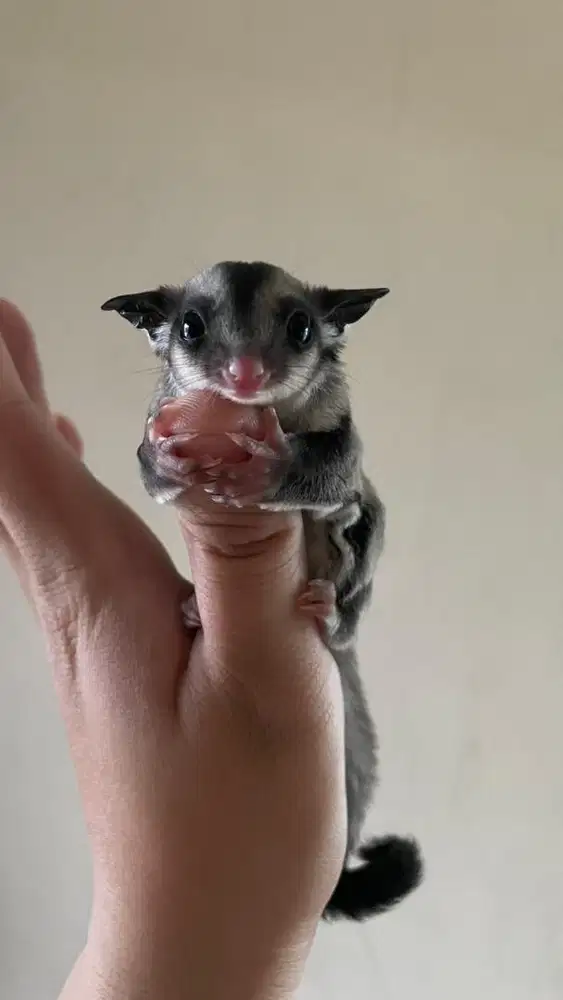 Sugar Glider Joey Mosaic / Mozaik & Classic Grey (peliharaan pribadi)