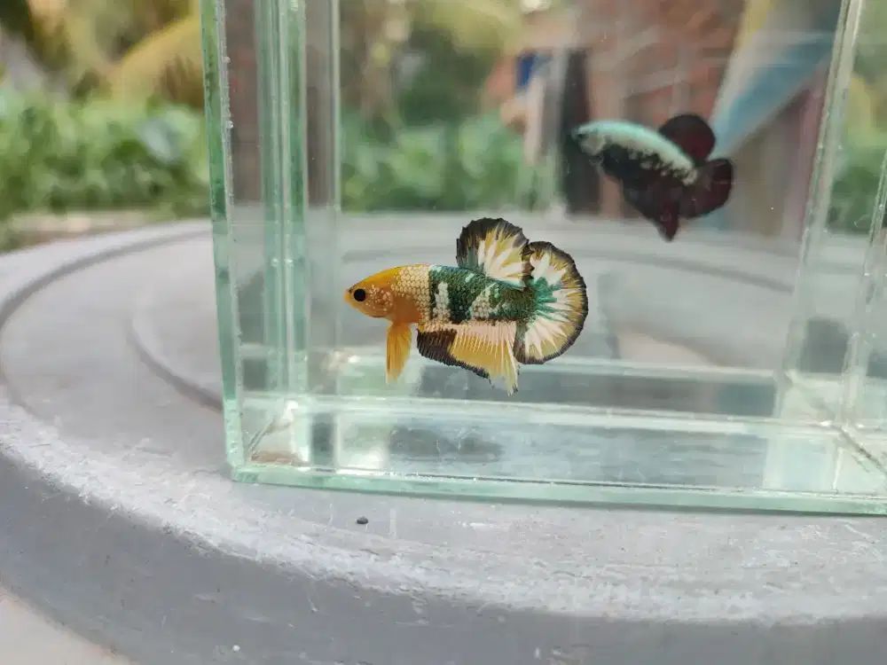 Ikan cupang plakat yellow fccp