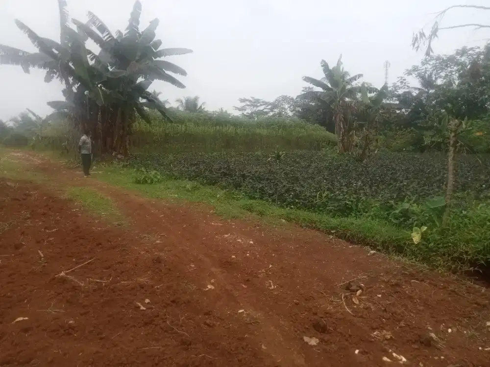 Di jual lhan tanah darat lt 861cmtr ss shm pinggir jln desa,