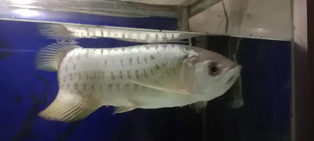 Ikan arwana golden red