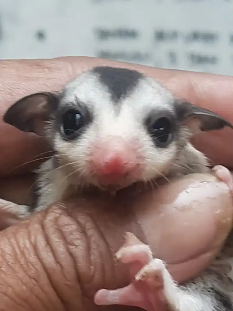 MOZAIK JOEY JANTAN UMUR 4 BULAN