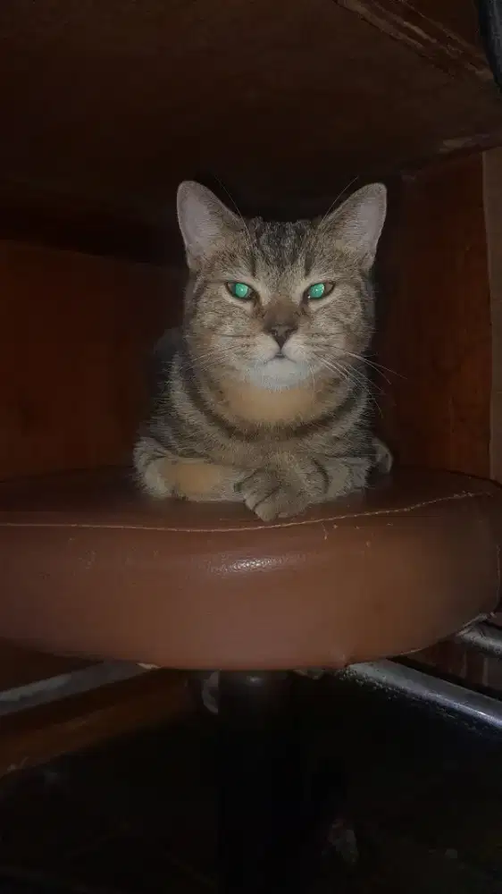 Kucing British Short Hair