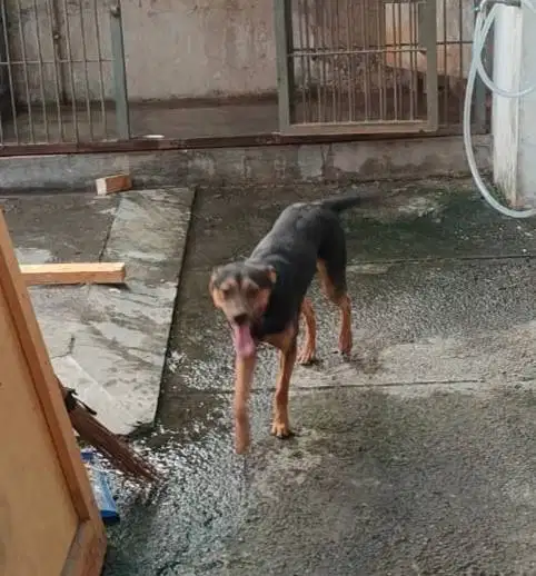 Free Adopt Anjing Jantan 1 Tahun Mix Dobberman - Pom - Beagle