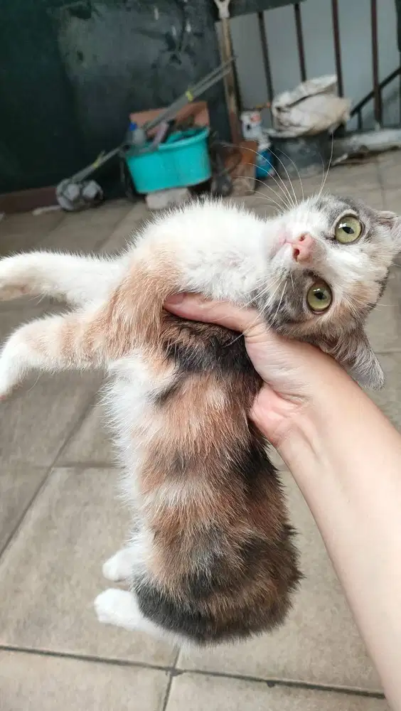 Free Adopt Kucing Kampung Lucu Tricolor