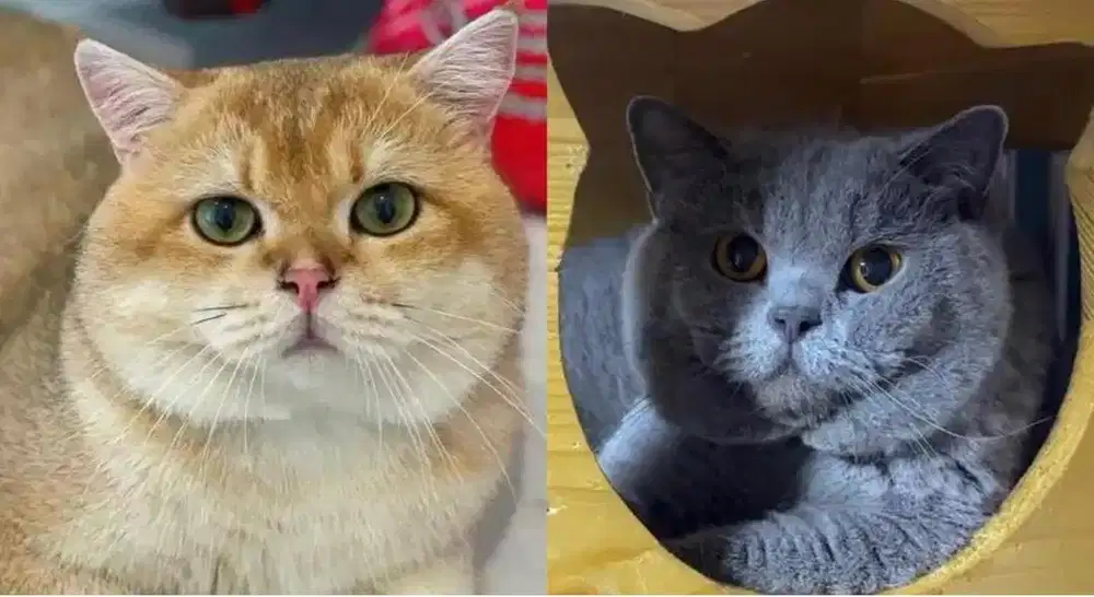 British shorthair Pacak bsh