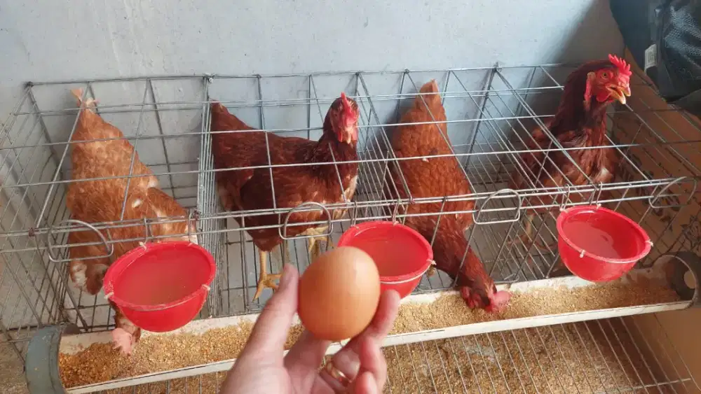 Borong Ayam Petelur Merah