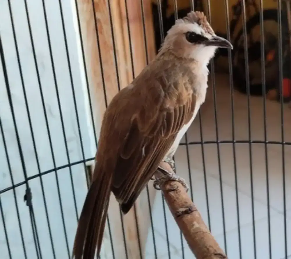 Jual aja trucukan kebo udah jinak, jual burja nego dikit