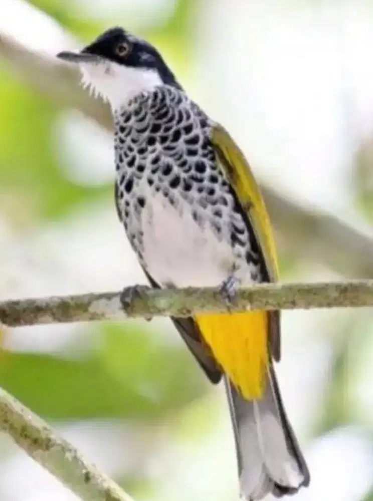 Jual aja kutilang mutiara bunyi terus, jual burja