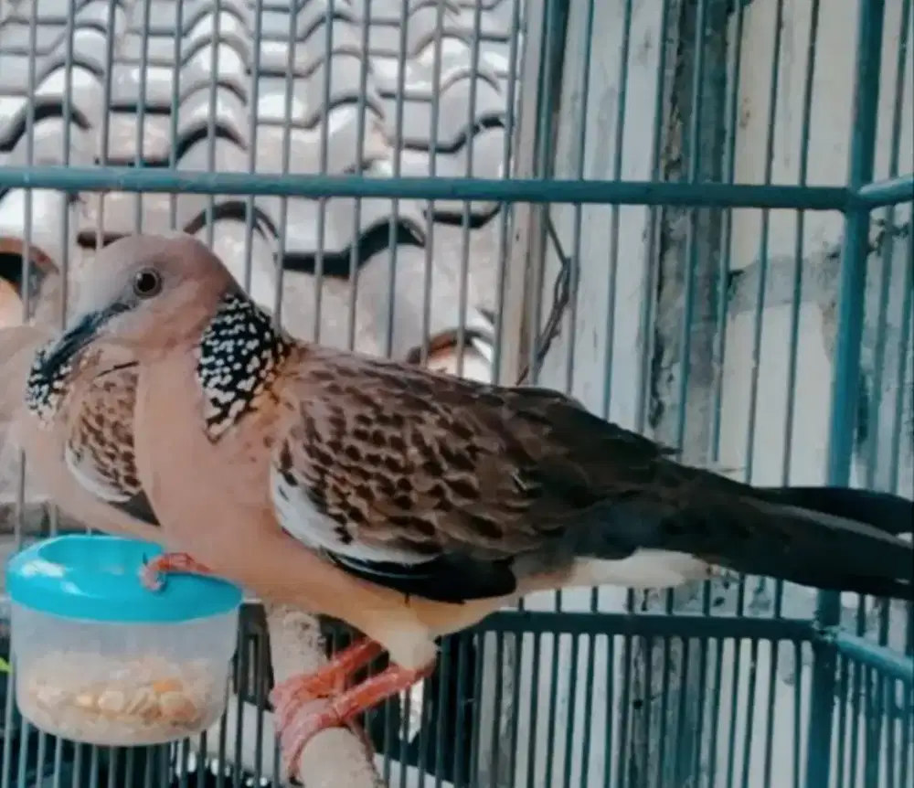 Jual aja tekukur kuk 1 kadang kuk 2 jual burja