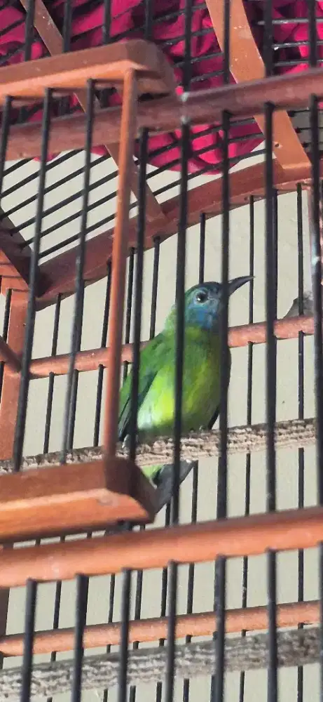 Burung Kinoi Trotol Jantan