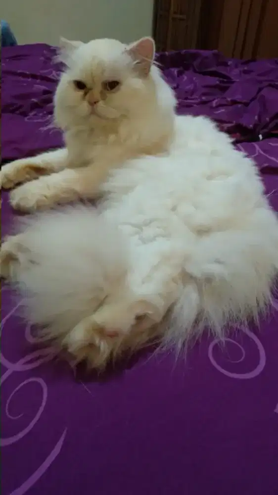 kucing persia putih jantan dewasa