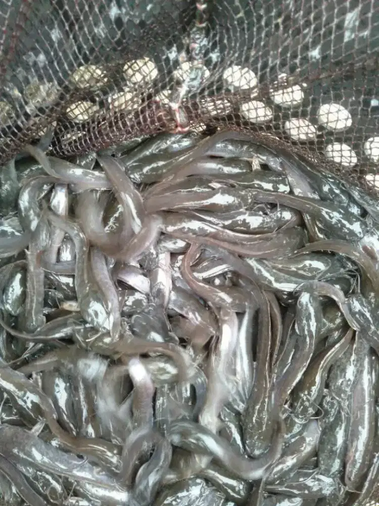 Jual bibit lele  kuran 7/8