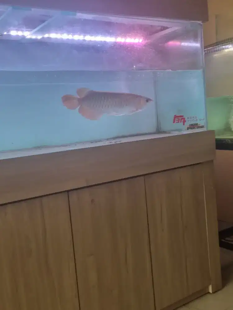 Ikan arwana 2 pcs super red + 2 aquarium