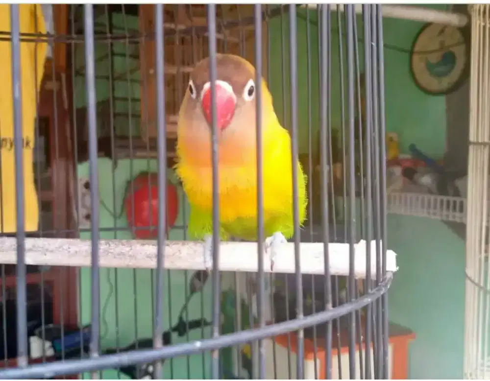 Burung Lovebird Jantan, Fullset