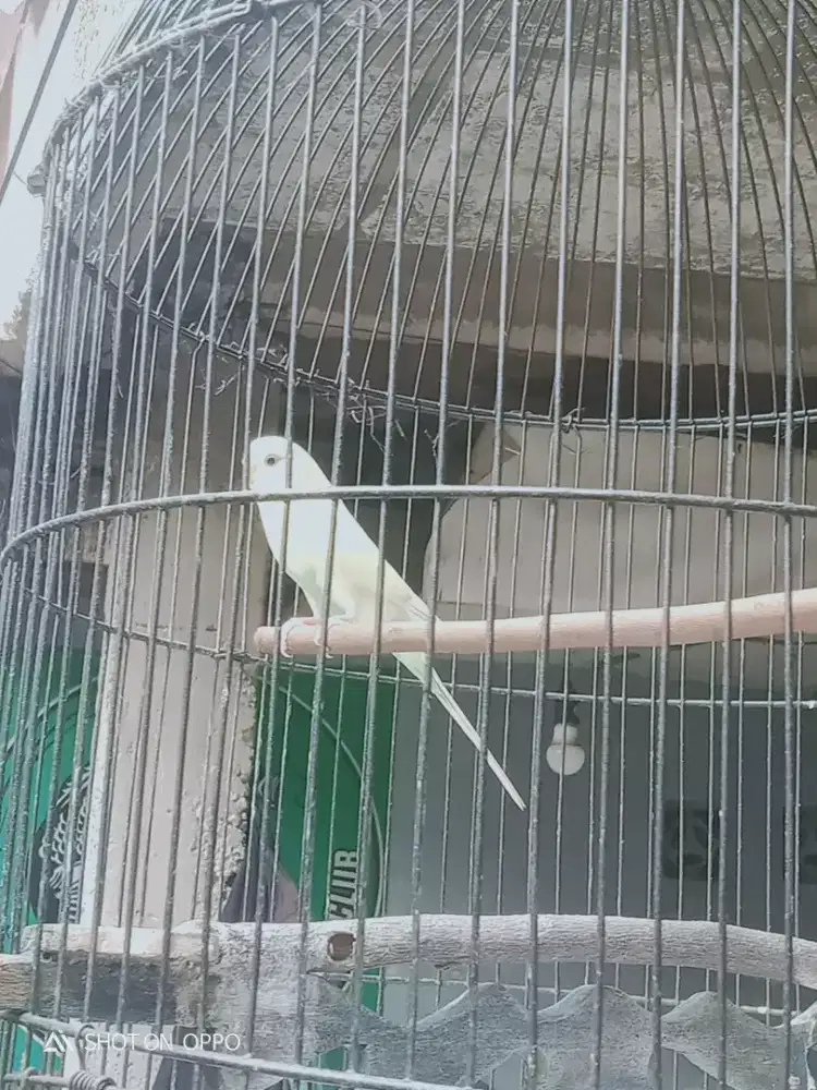 Parkit body big ekor panjang