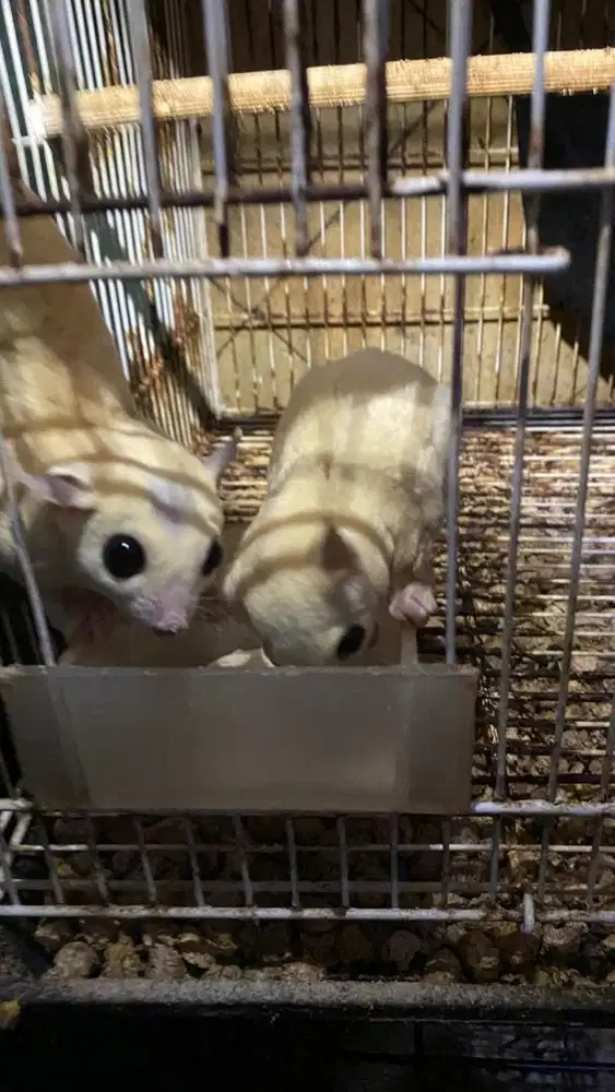 Sugar glider creamino,leu,wf,plat