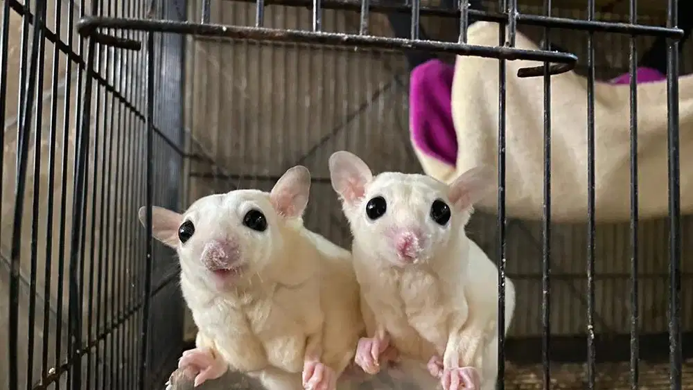 Sugar glider creamino,leu,wf,plat