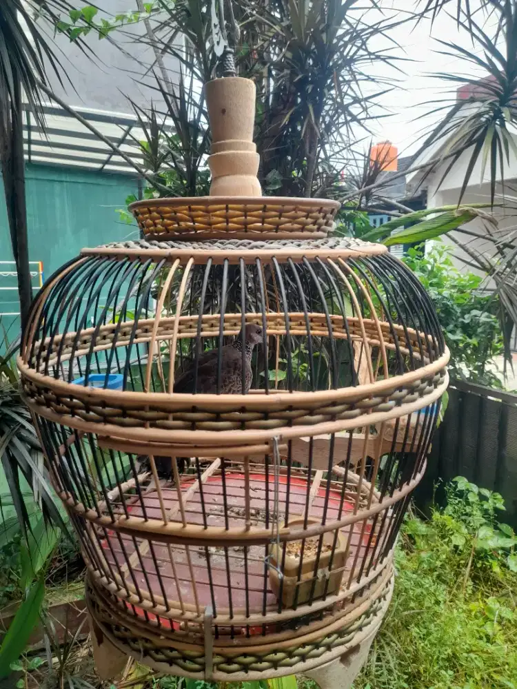 Tekukur Derkuku rawatan Gacor