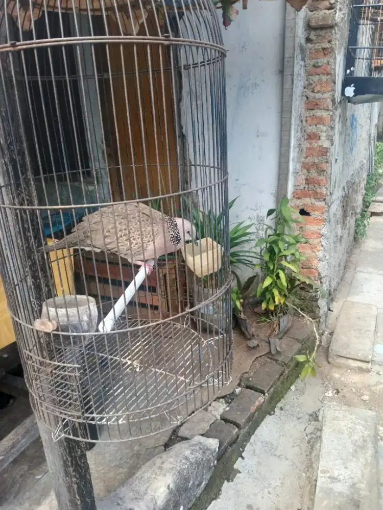 Jual burung tekukur kuk1 ud bunyi burja