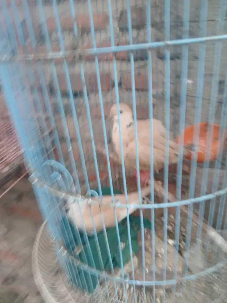 Jual burung puter sepasang burja