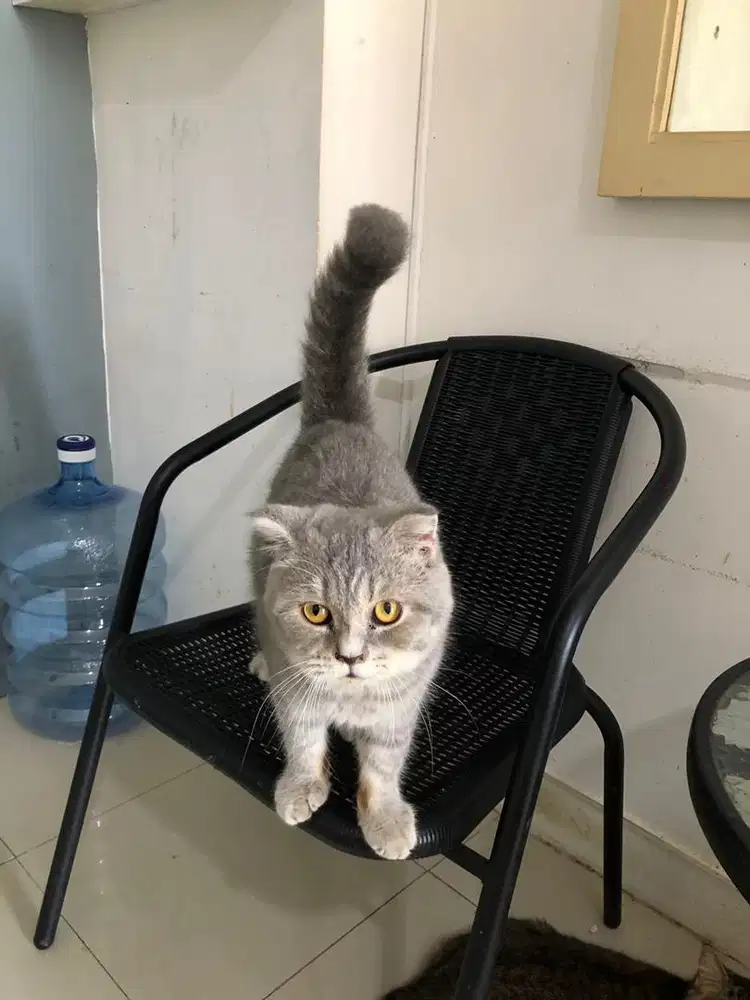 Scottish Fold Kitten Male