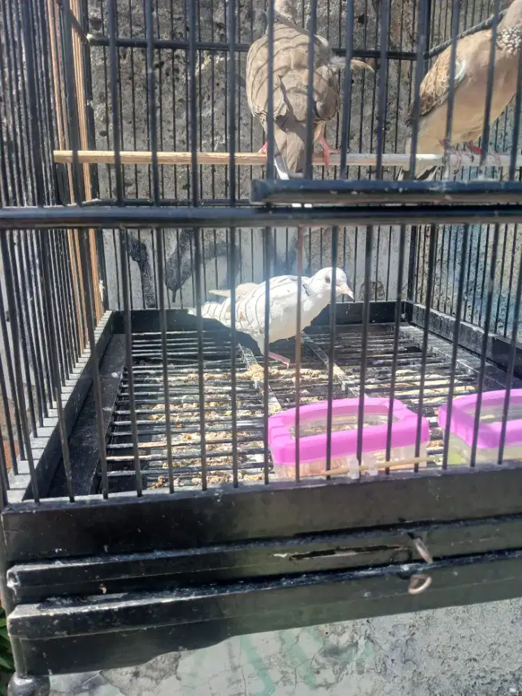 Jual burung puter putih jantan burja