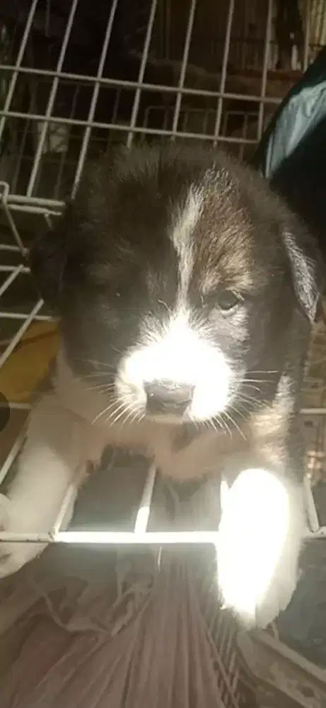 Anak anjing keturunan golden