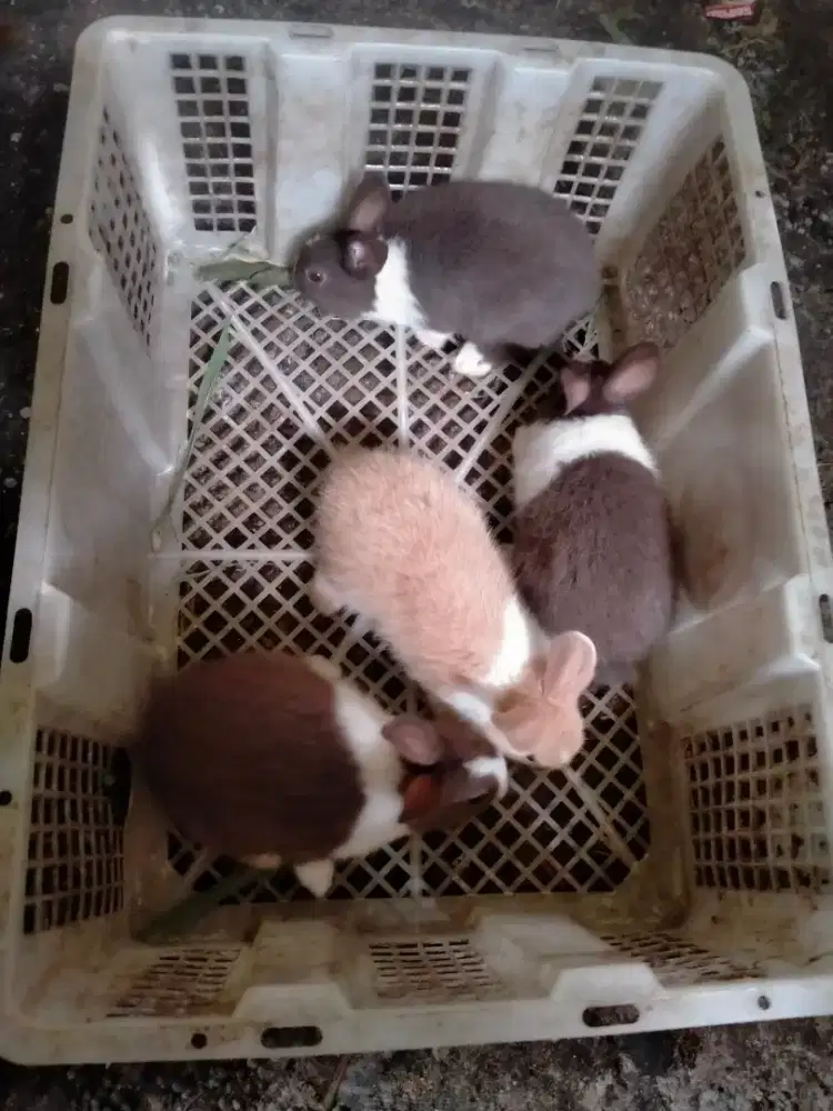 Kelinci hias ducht mini