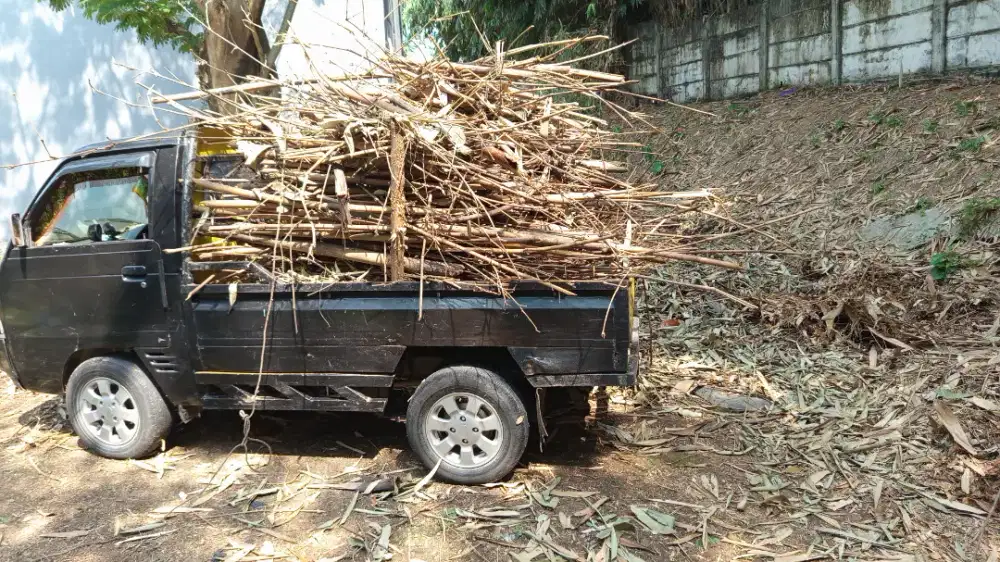 Jasa Tebang pohon cepat dan pangkas pohon