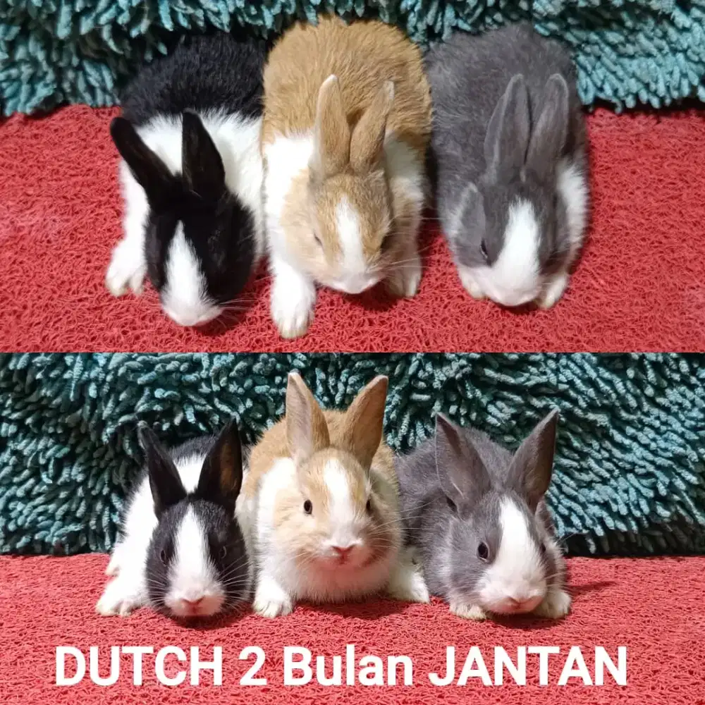 Anakan Kelinci Dutch usia 2 Bulan